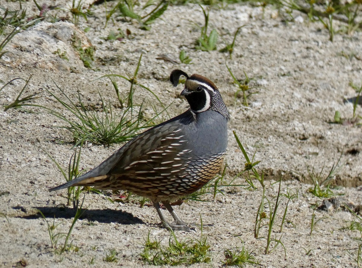 California Quail - ML123556411