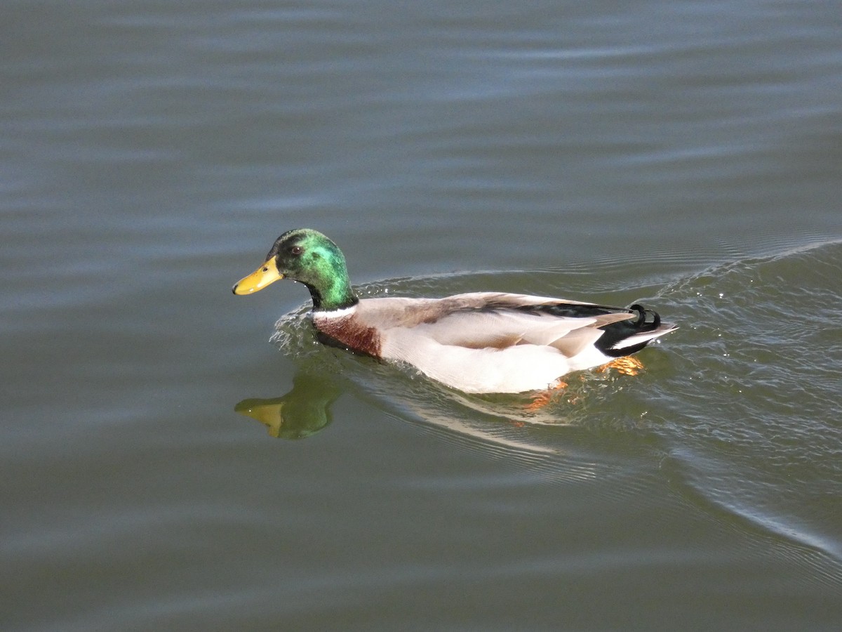 Canard colvert - ML123556581