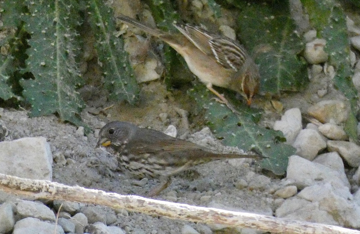 Fox Sparrow - ML123556801