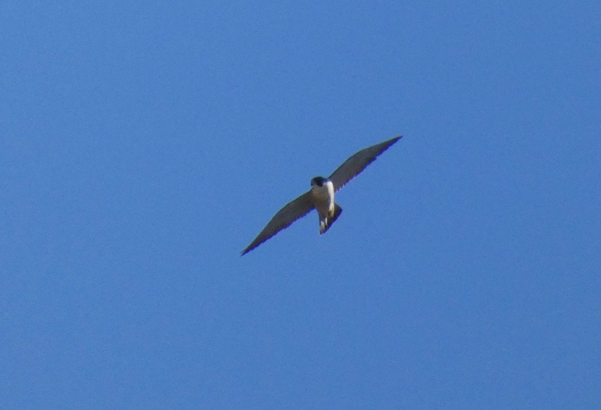 Peregrine Falcon - ML123556851