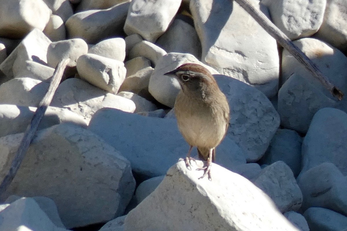 Rufous-crowned Sparrow - ML123557041