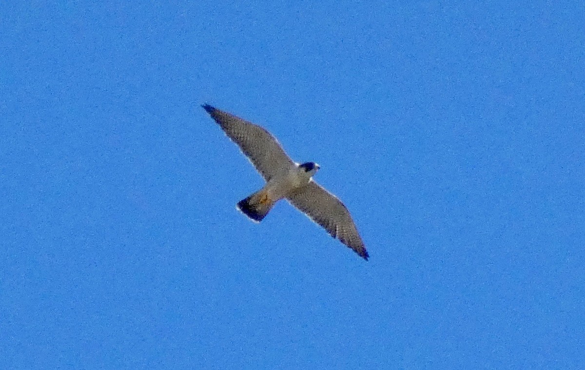 Peregrine Falcon - ML123557131