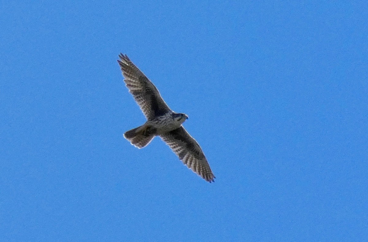 Prairie Falcon - ML123557141