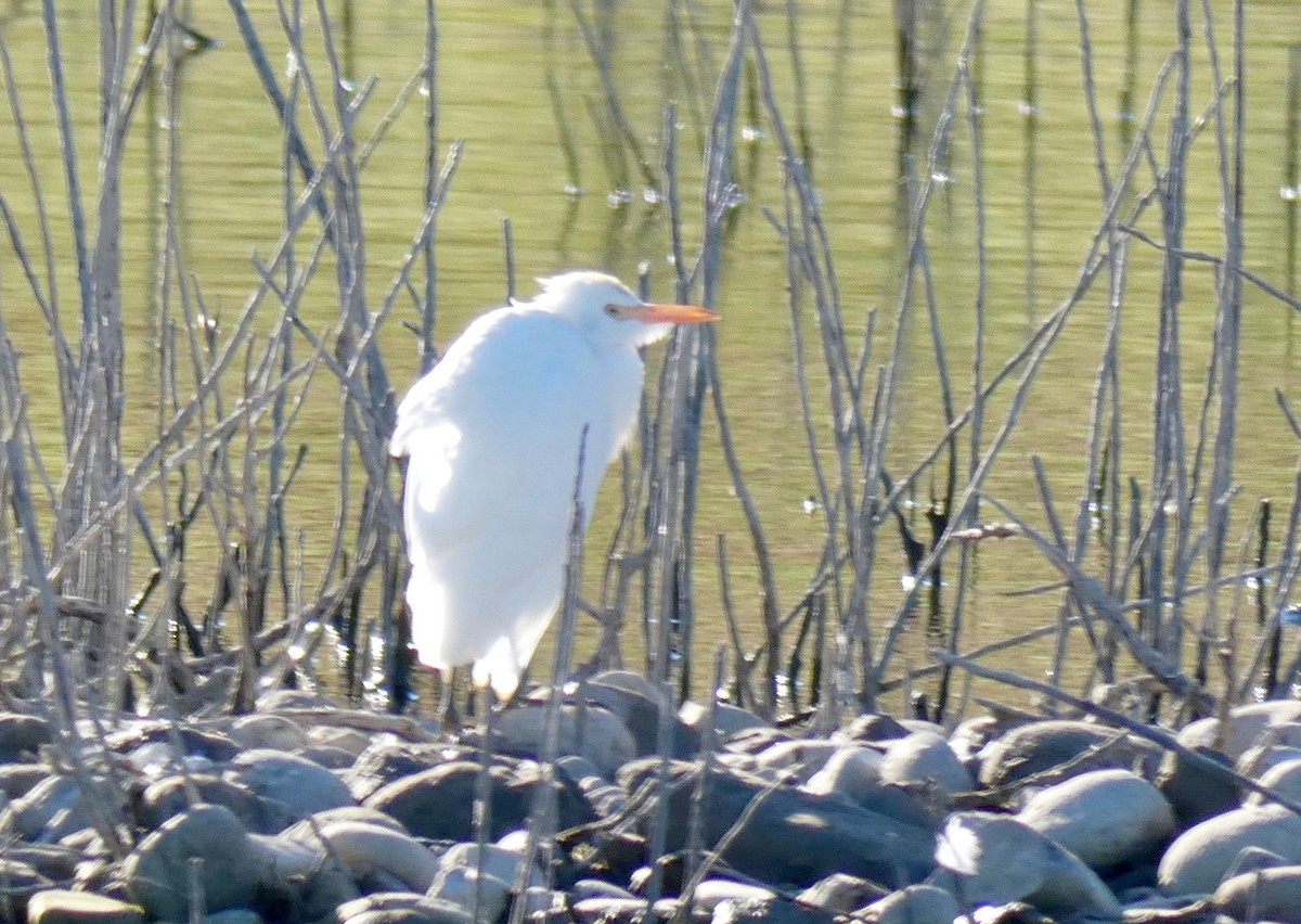 Чапля єгипетська (підвид ibis) - ML123557321