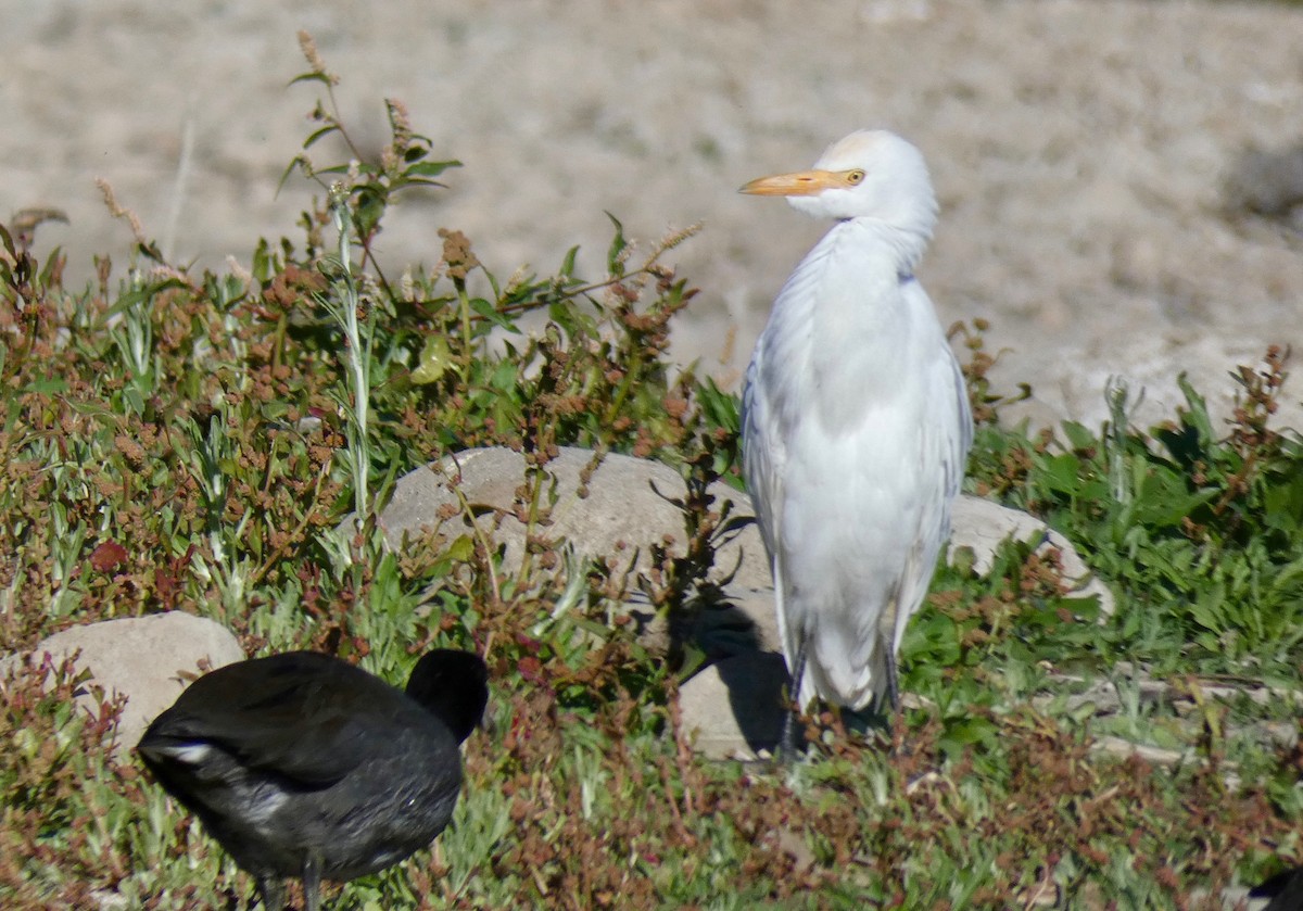 Чапля єгипетська (підвид ibis) - ML123557431