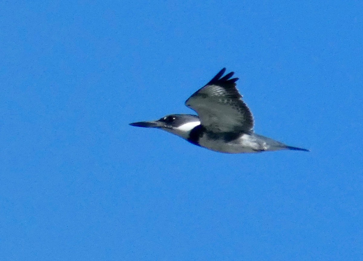 Belted Kingfisher - John Callender