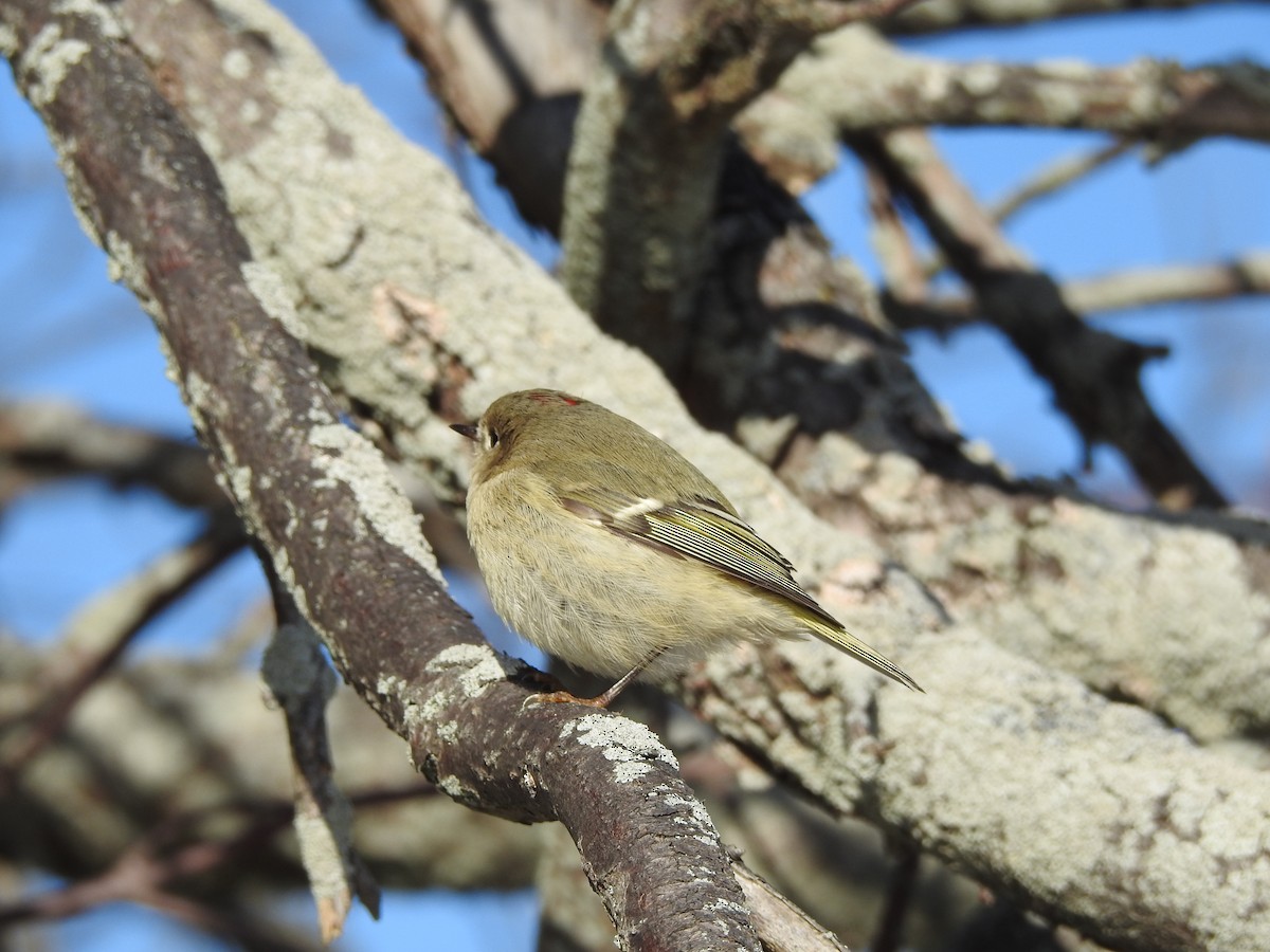 Ruby-crowned Kinglet - Dave Milsom