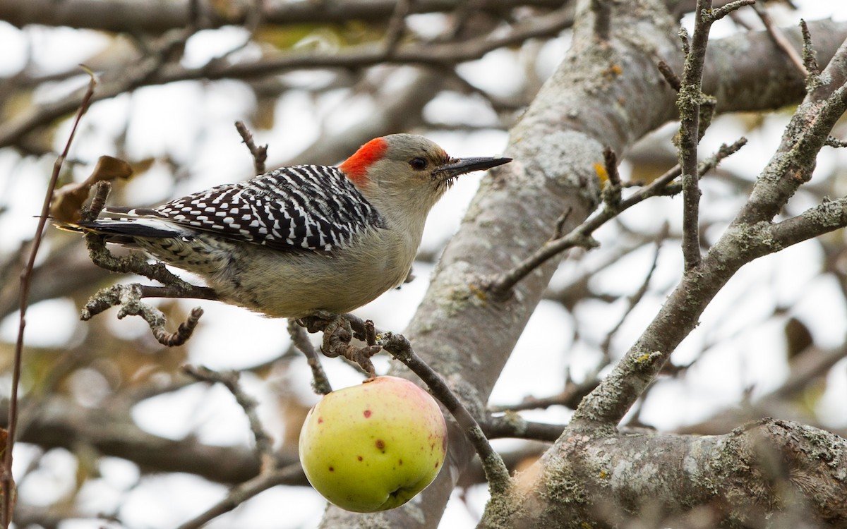 Red-bellied Woodpecker - ML123559701