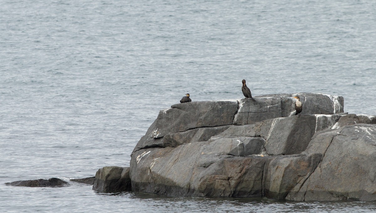 Great Cormorant - ML123559871