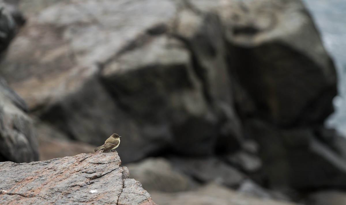 Eastern Phoebe - ML123559941