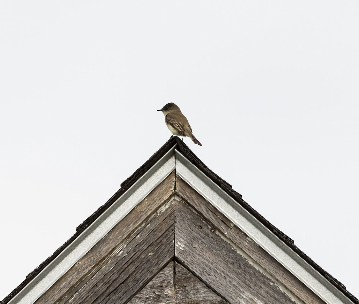 Eastern Phoebe - ML123559961