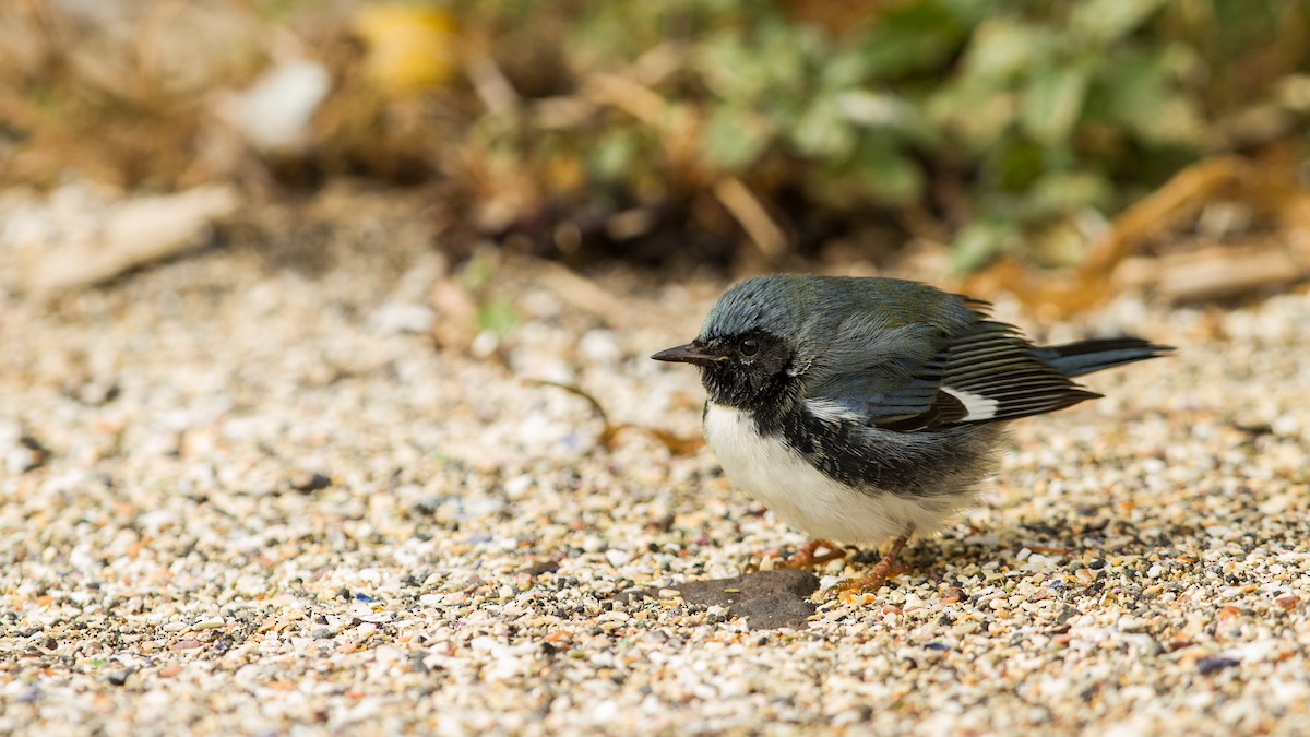 Black-throated Blue Warbler - ML123560421