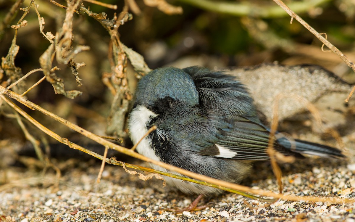 Black-throated Blue Warbler - ML123560491