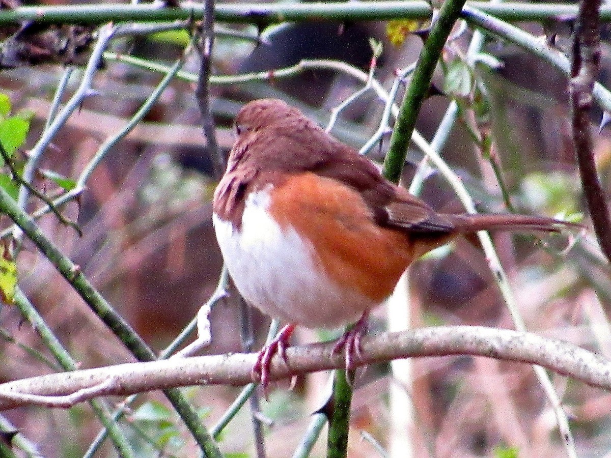 Eastern Towhee - ML123560521