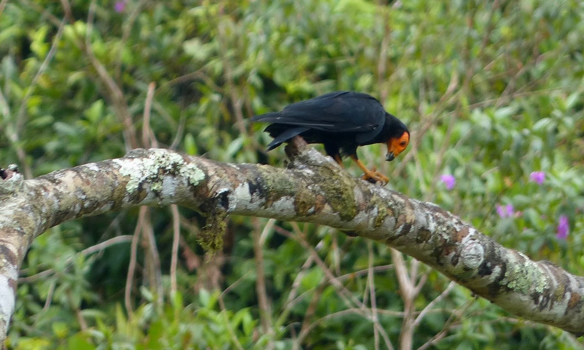 Black Caracara - Jenny Bowman