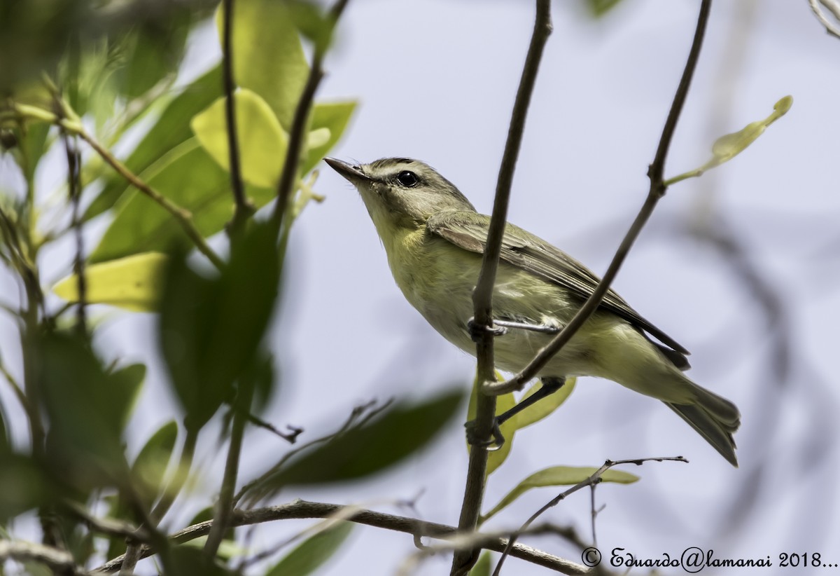 Philadelphia Vireo - ML123561821