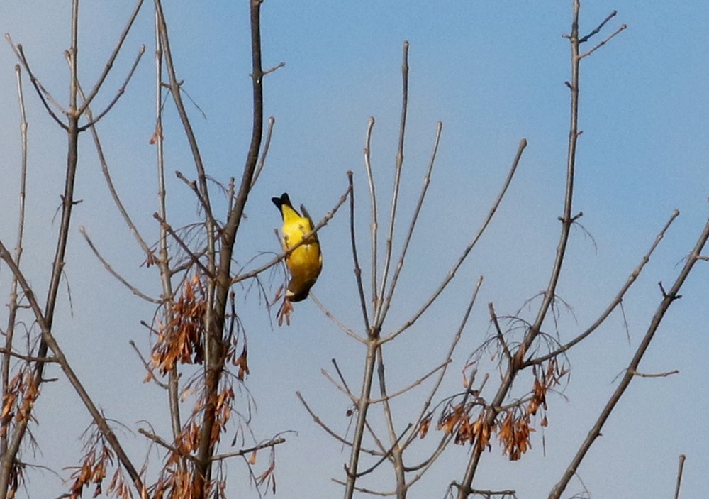 Evening Grosbeak (type 3) - ML123562311