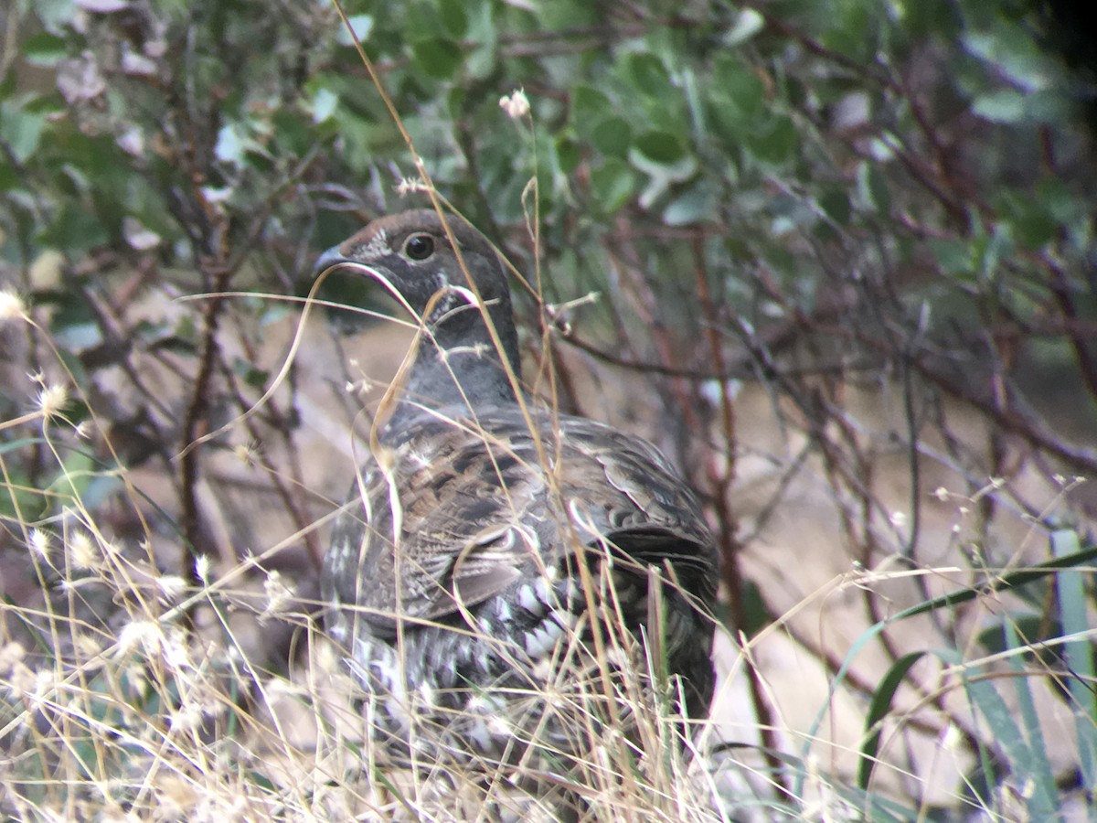 Sooty Grouse - ML123563471