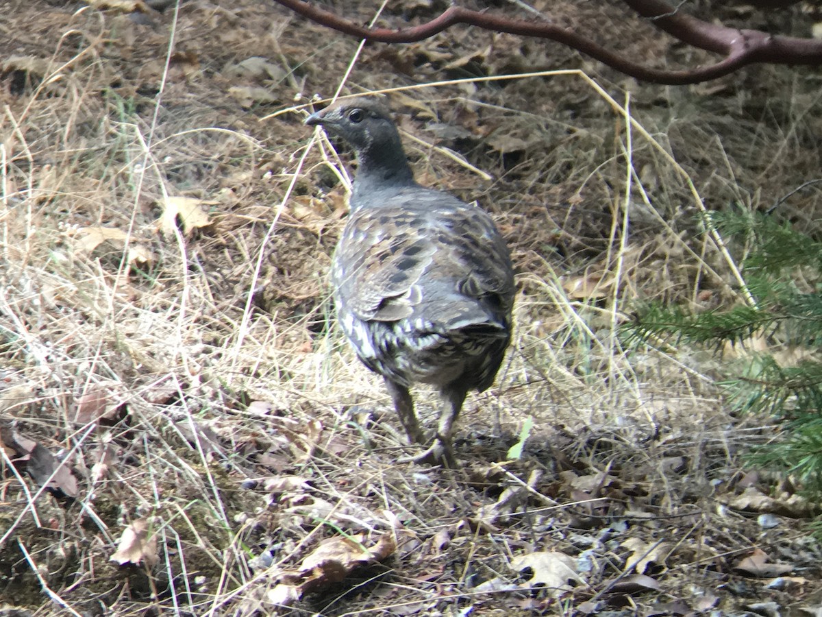 Sooty Grouse - ML123563481