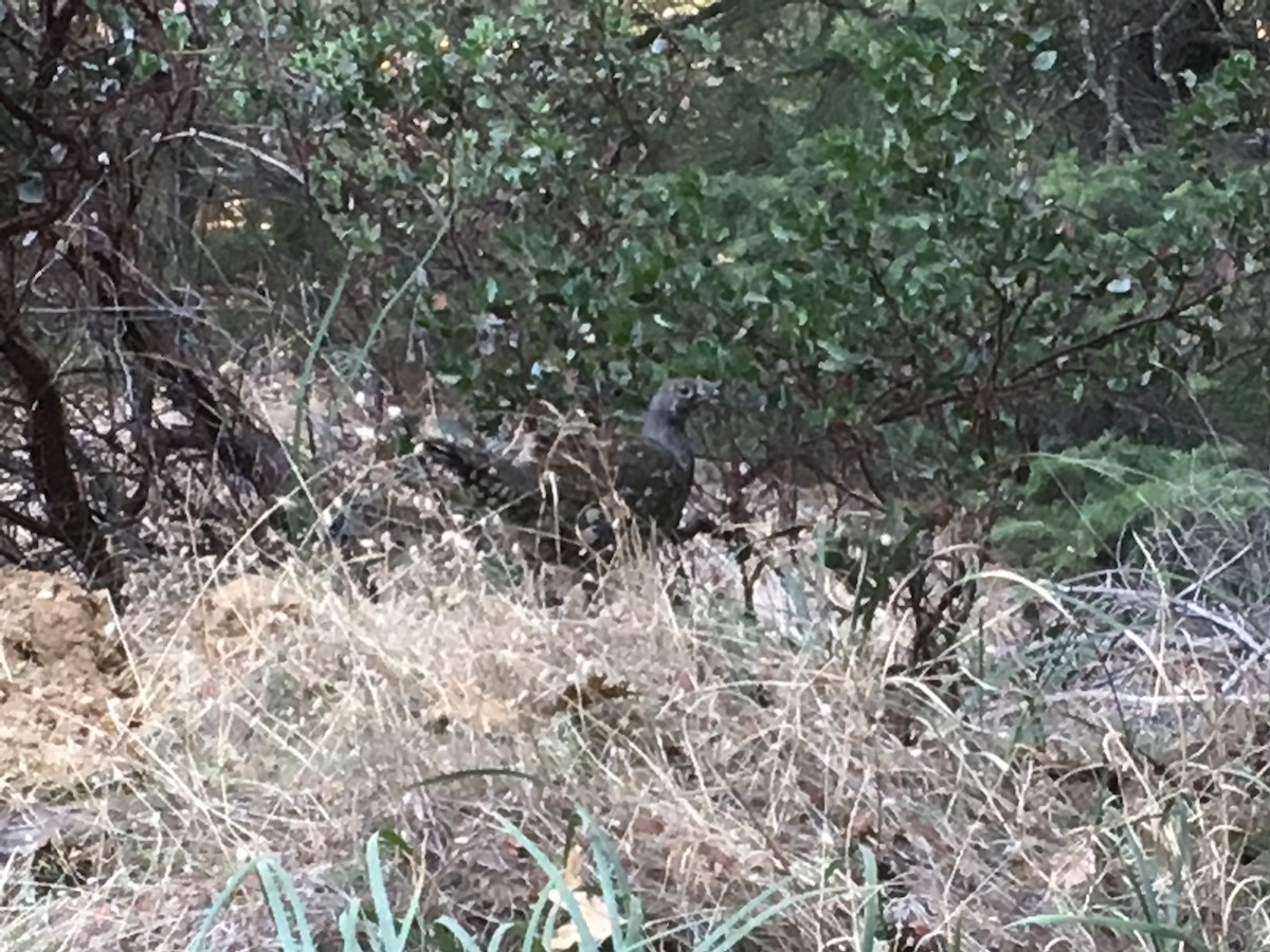 Sooty Grouse - ML123563691