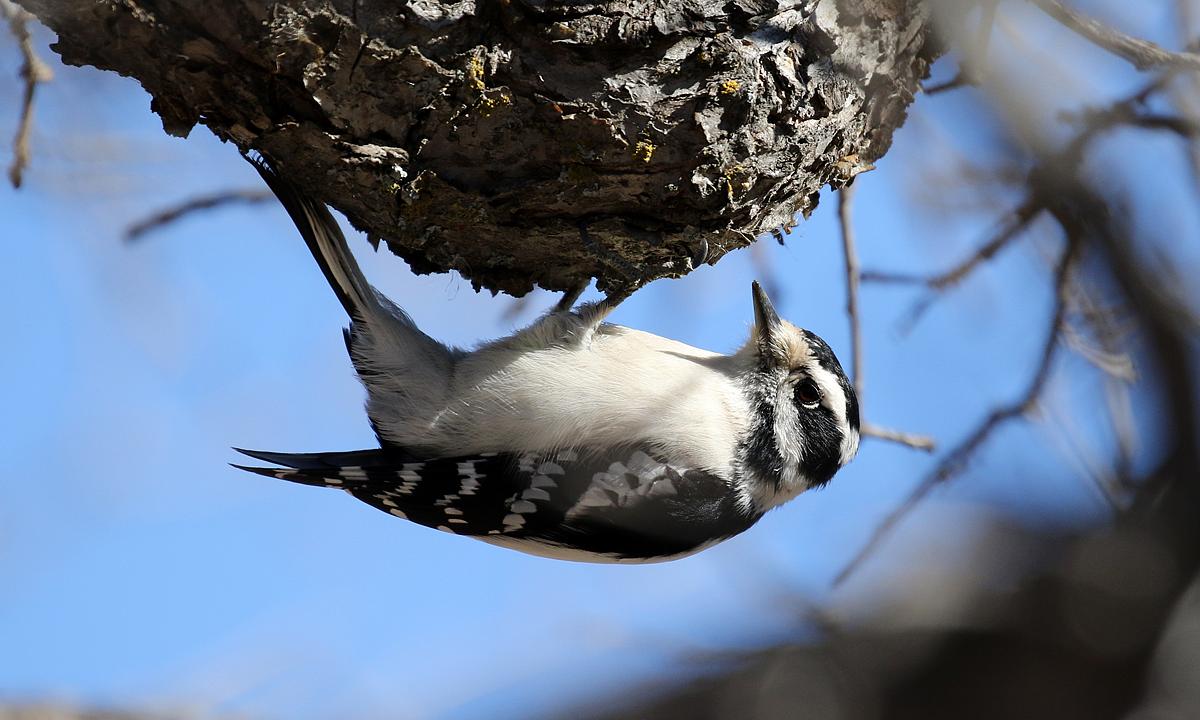 Downy Woodpecker - ML123569551