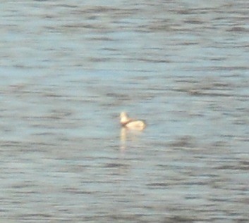 Long-tailed Duck - Andy Bankert