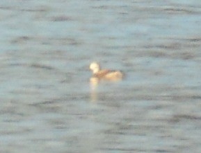 Long-tailed Duck - ML123569591