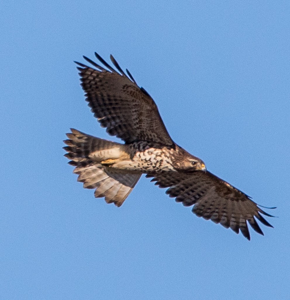 Red-shouldered Hawk - ML123569701