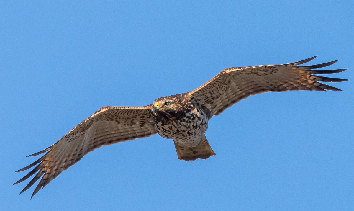 Red-shouldered Hawk - ML123569711