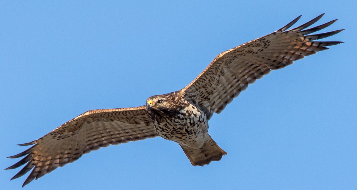 Red-shouldered Hawk - ML123569741