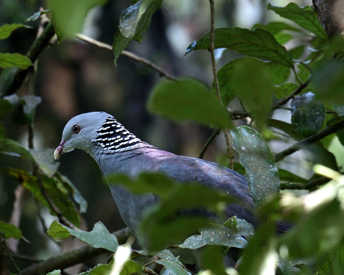 Nilgiri Wood-Pigeon - Mallika Rajasekaran