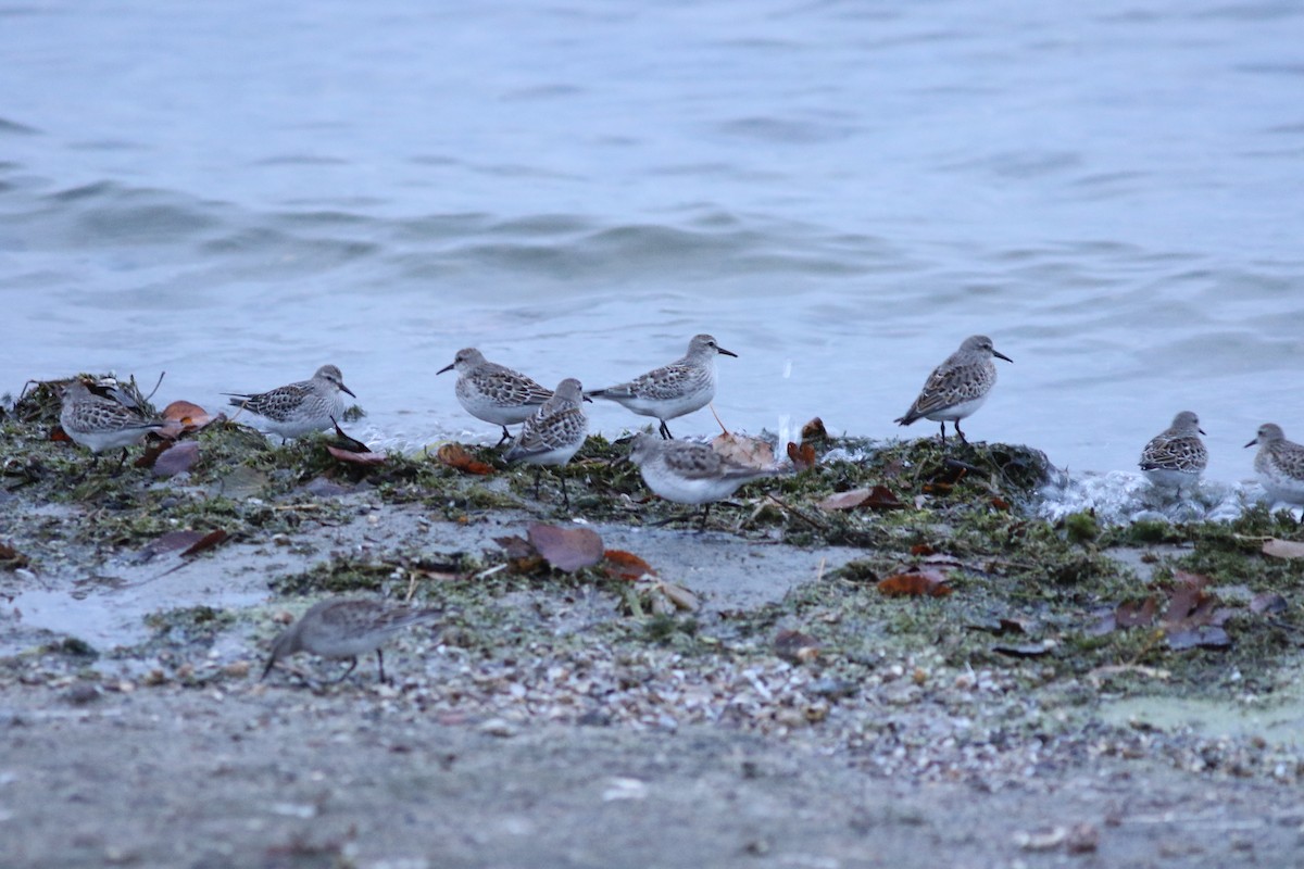 Weißbürzel-Strandläufer - ML123572051