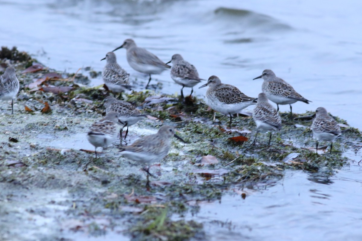 White-rumped Sandpiper - Mark Patry