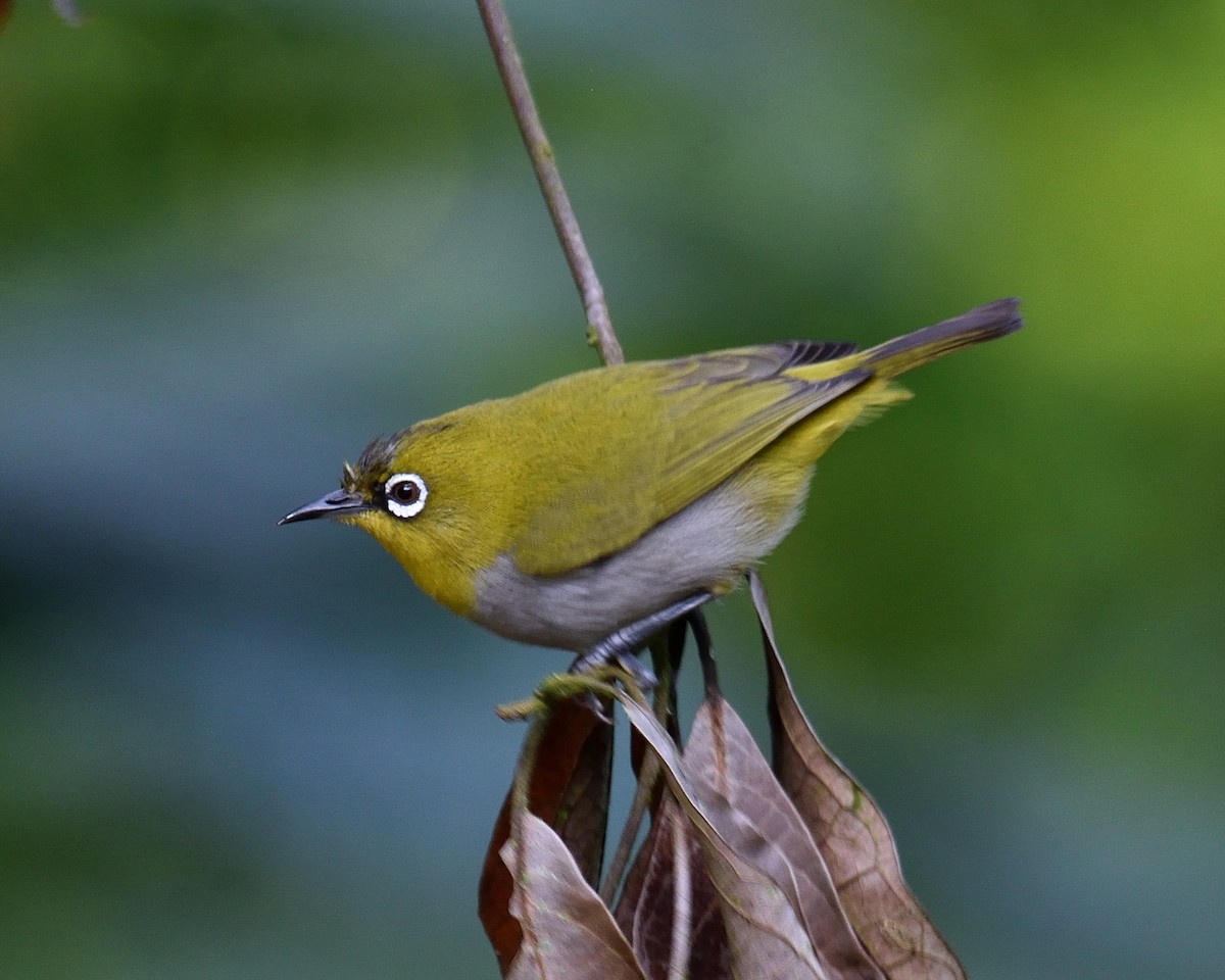 Indian White-eye - Mallika Rajasekaran