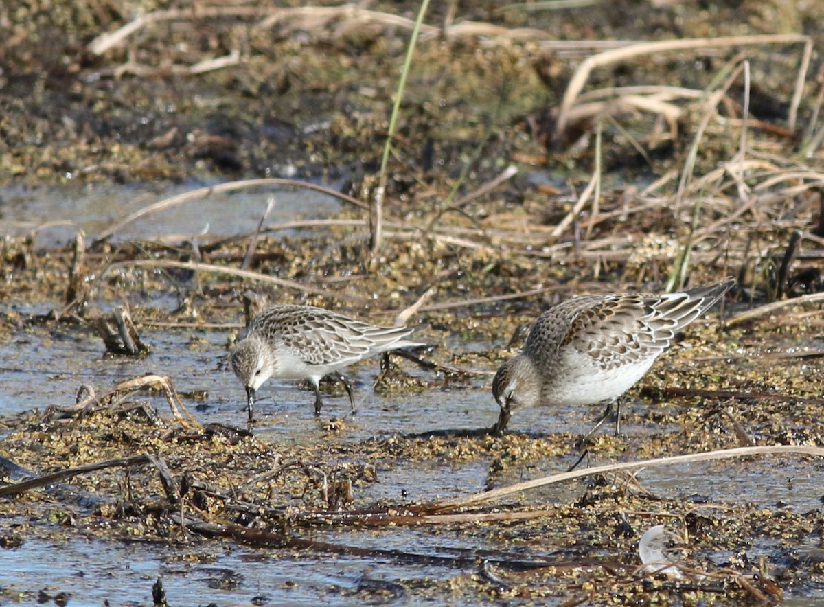 Weißbürzel-Strandläufer - ML123572751