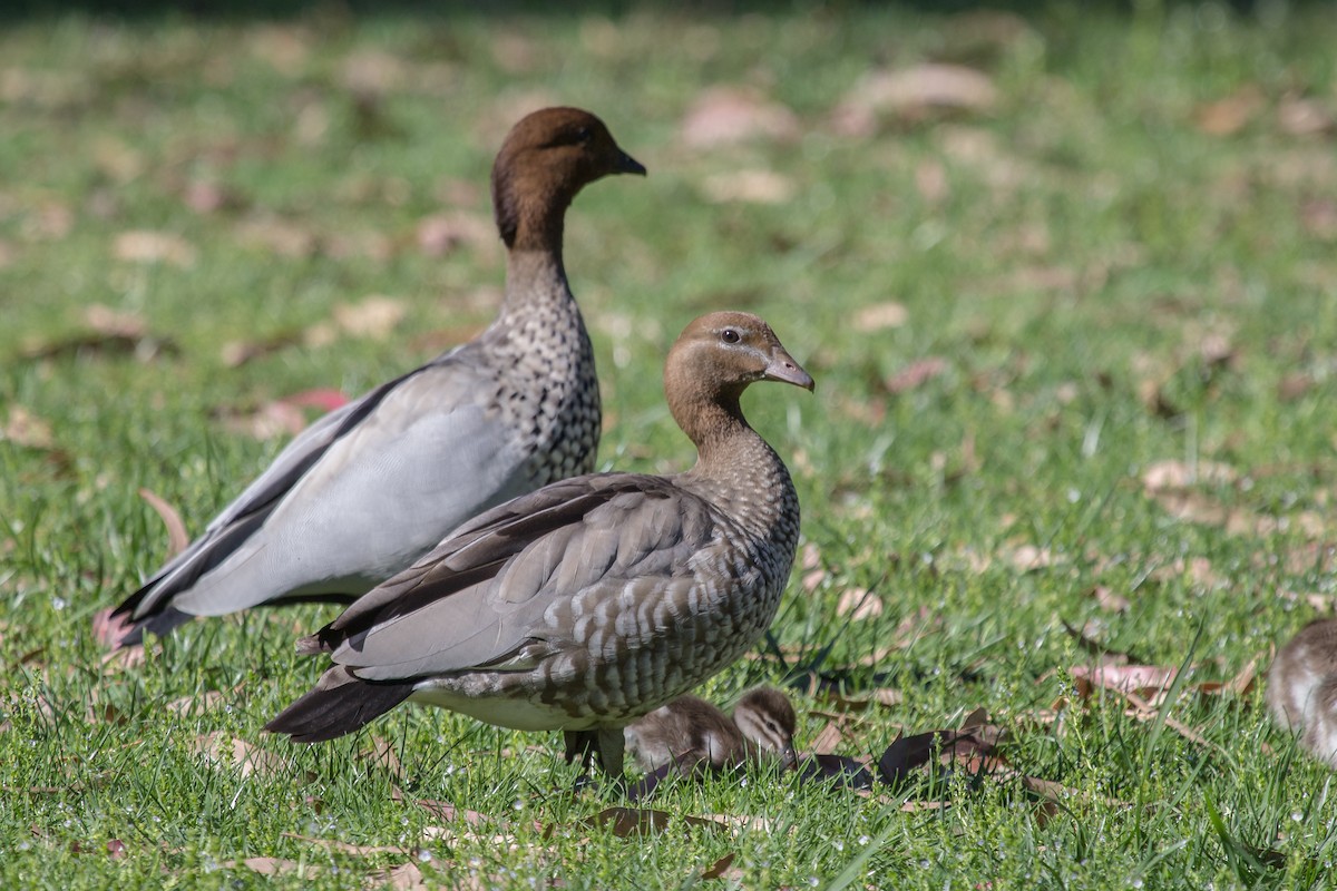 Maned Duck - ML123572771