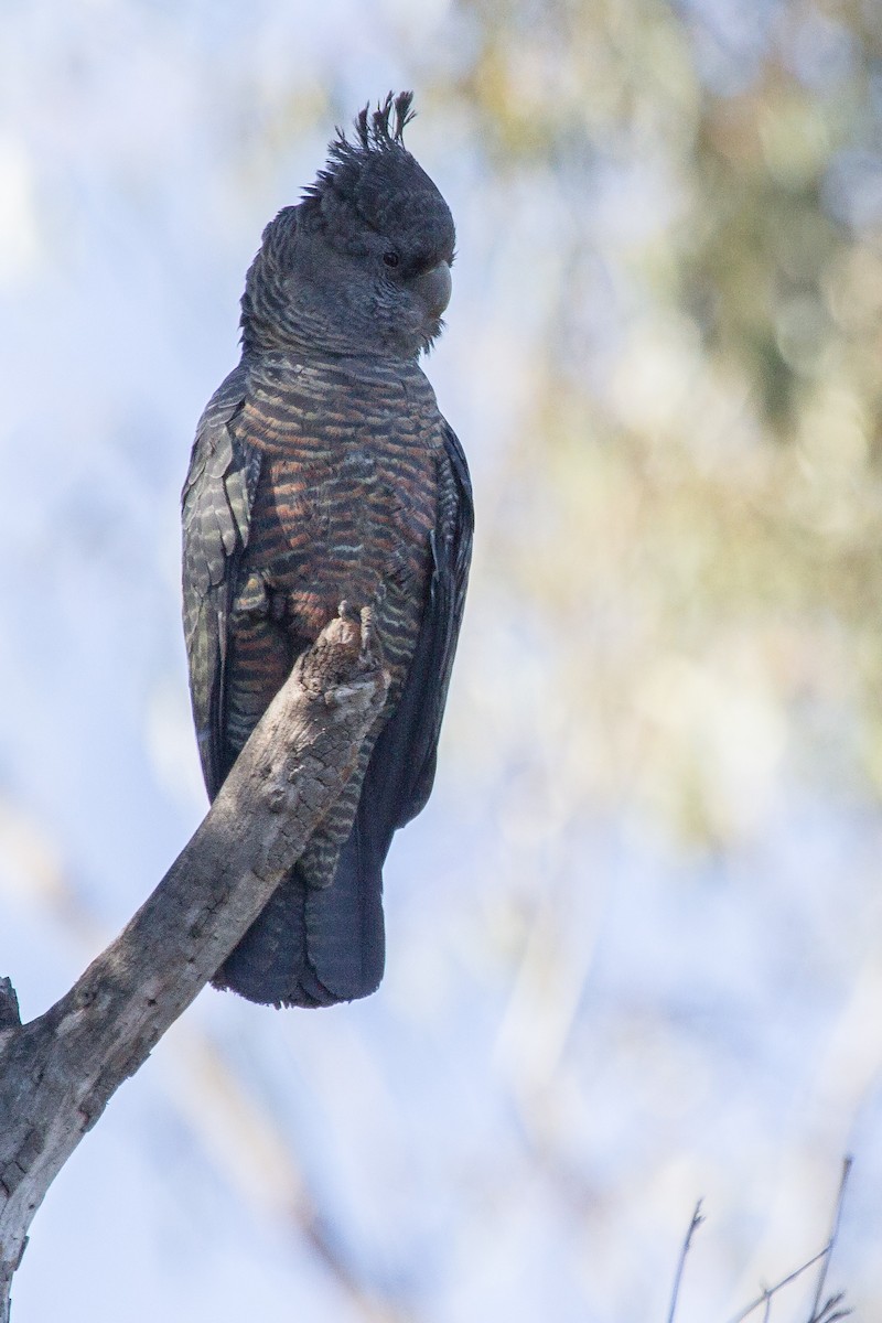 Gang-gang Cockatoo - Ramit Singal