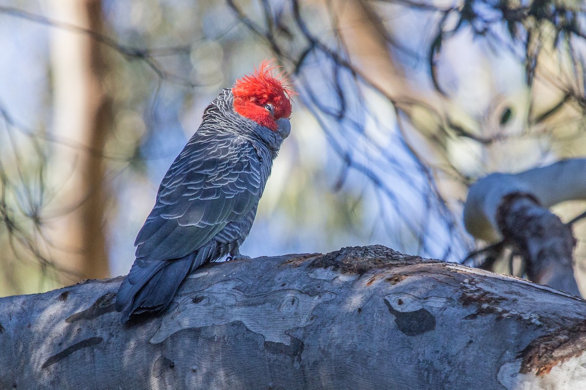 Cacatoès à tête rouge - ML123572821