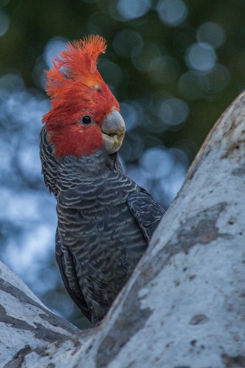 Cacatoès à tête rouge - ML123572841