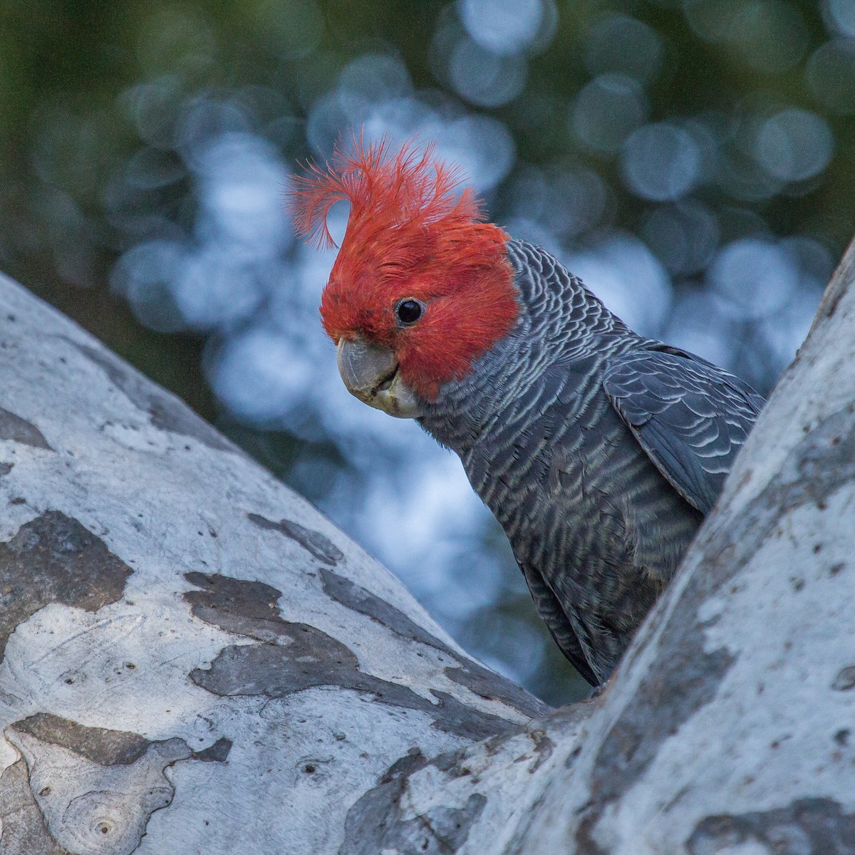 Cacatoès à tête rouge - ML123572851