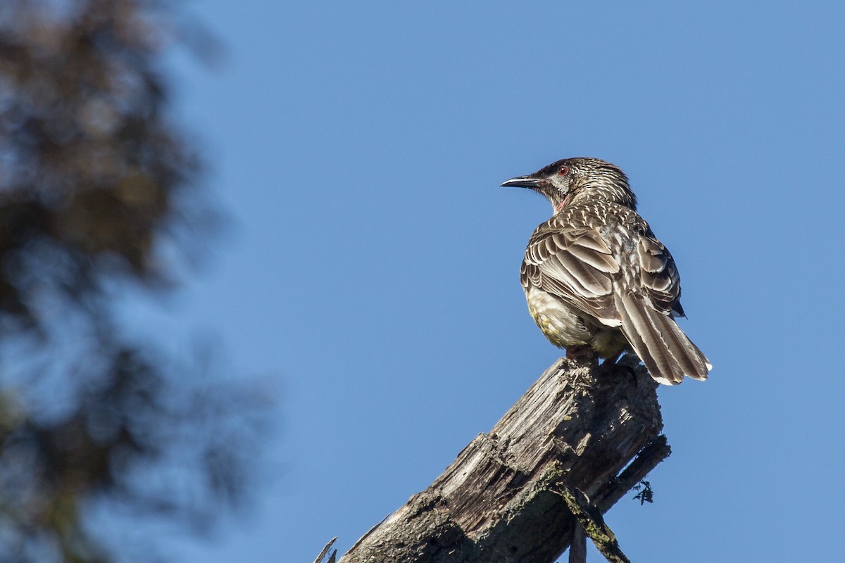 Red Wattlebird - ML123572891