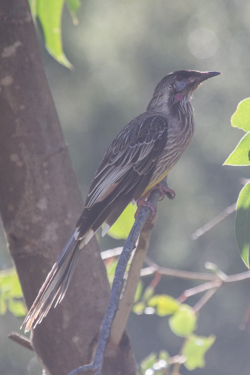 Red Wattlebird - ML123572951