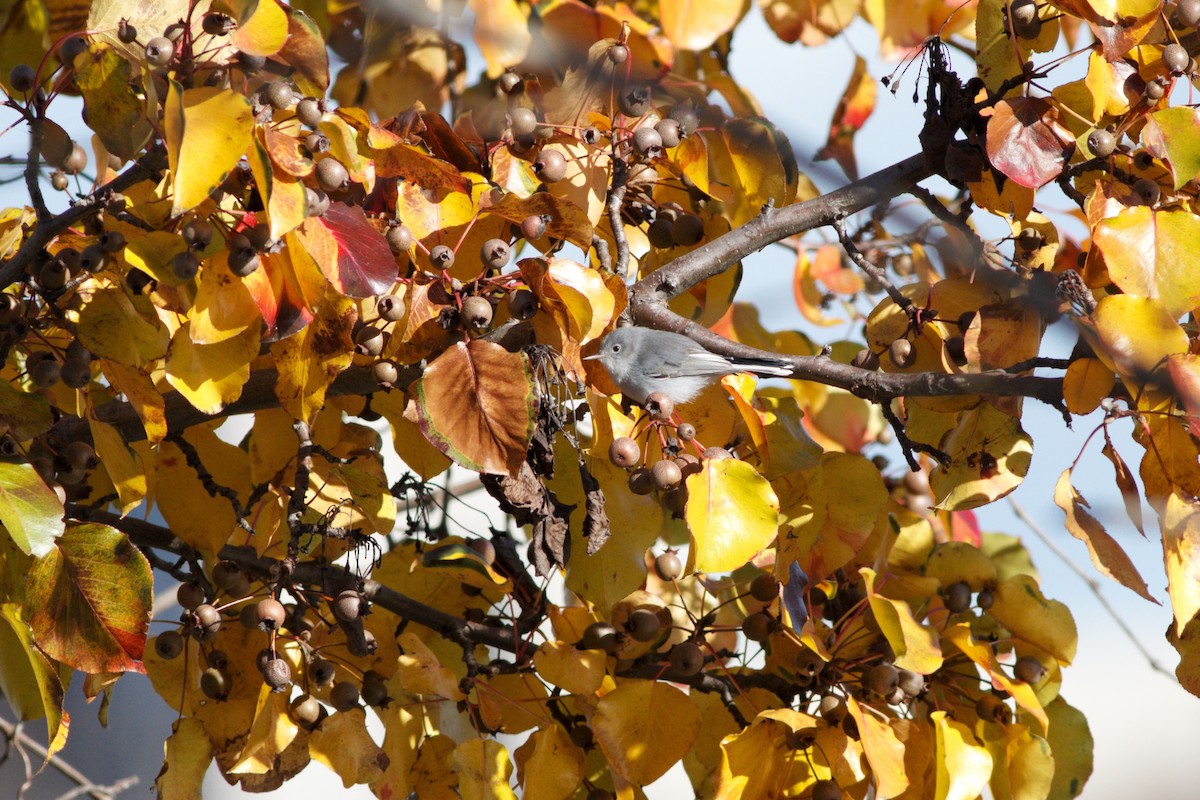 Blue-gray Gnatcatcher - James Kroeker
