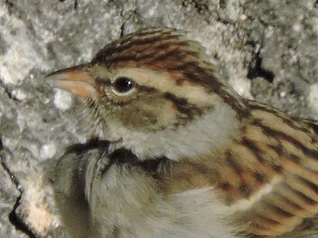 Chipping Sparrow - Melody Walsh