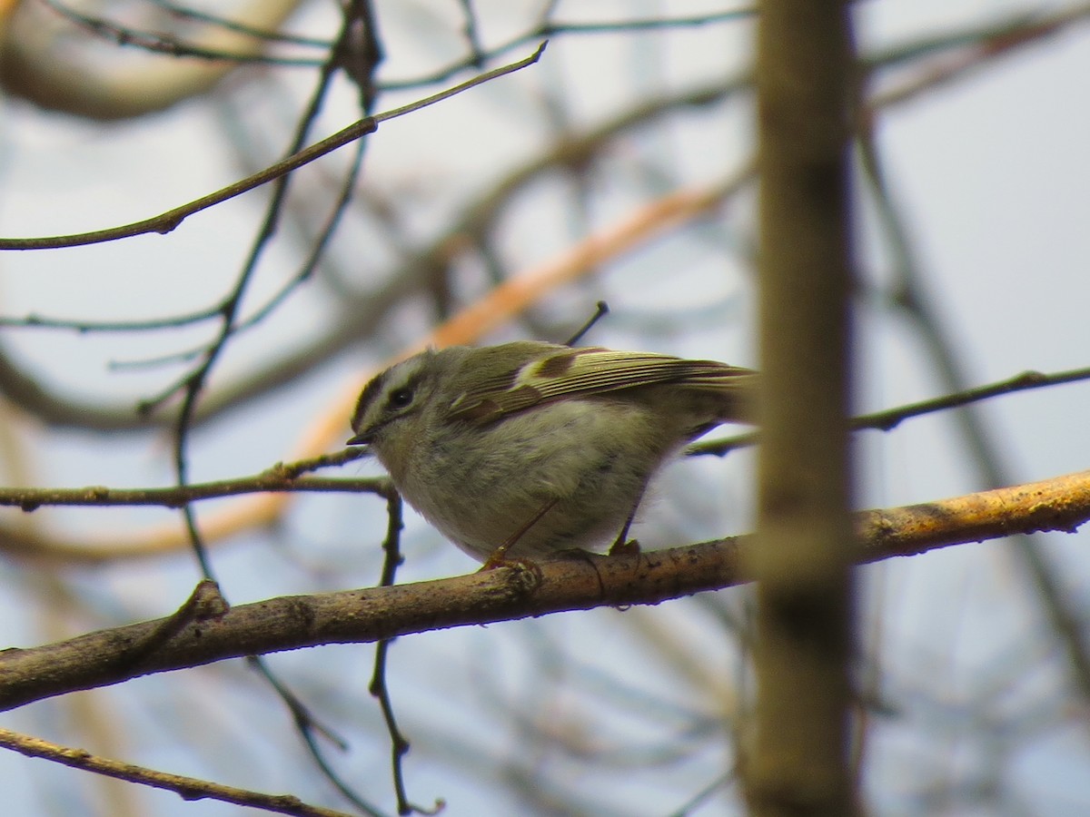 Golden-crowned Kinglet - Alex Eberts