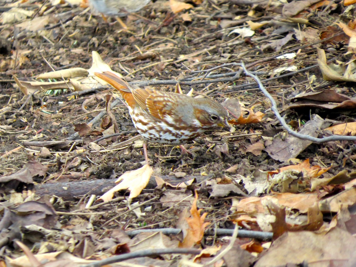 Fox Sparrow - ML123577081