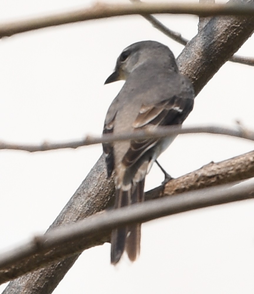 Brown-rumped Minivet - ML123577671