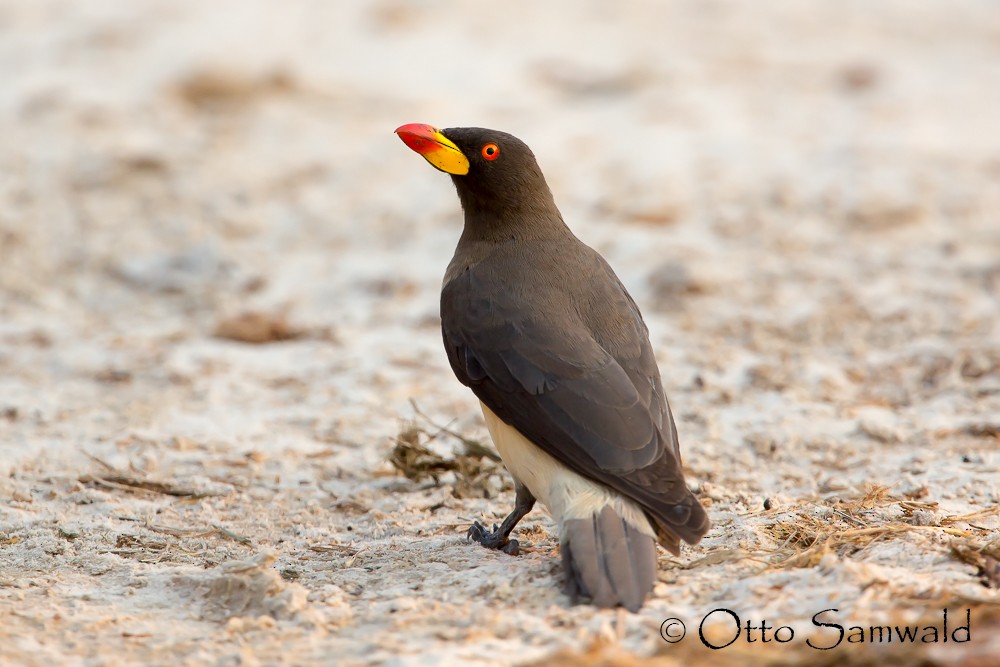 Yellow-billed Oxpecker - ML123578451