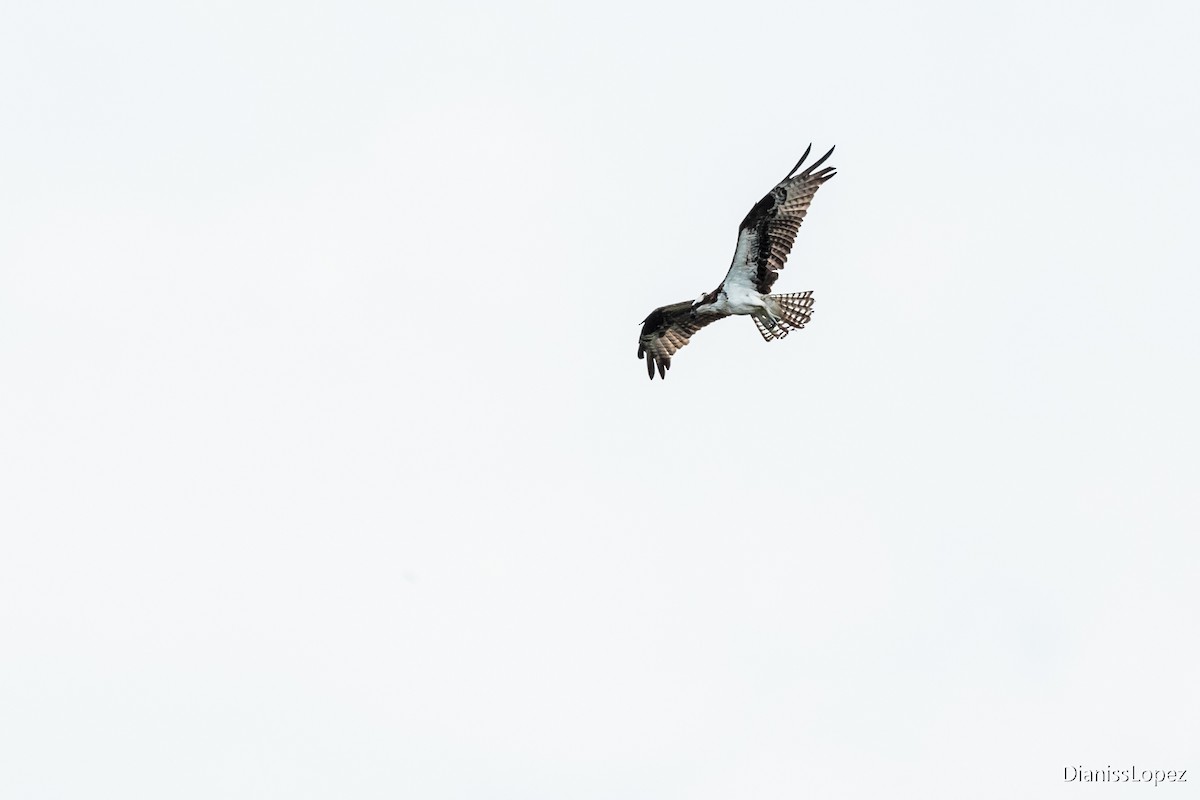 Osprey - ML123579211