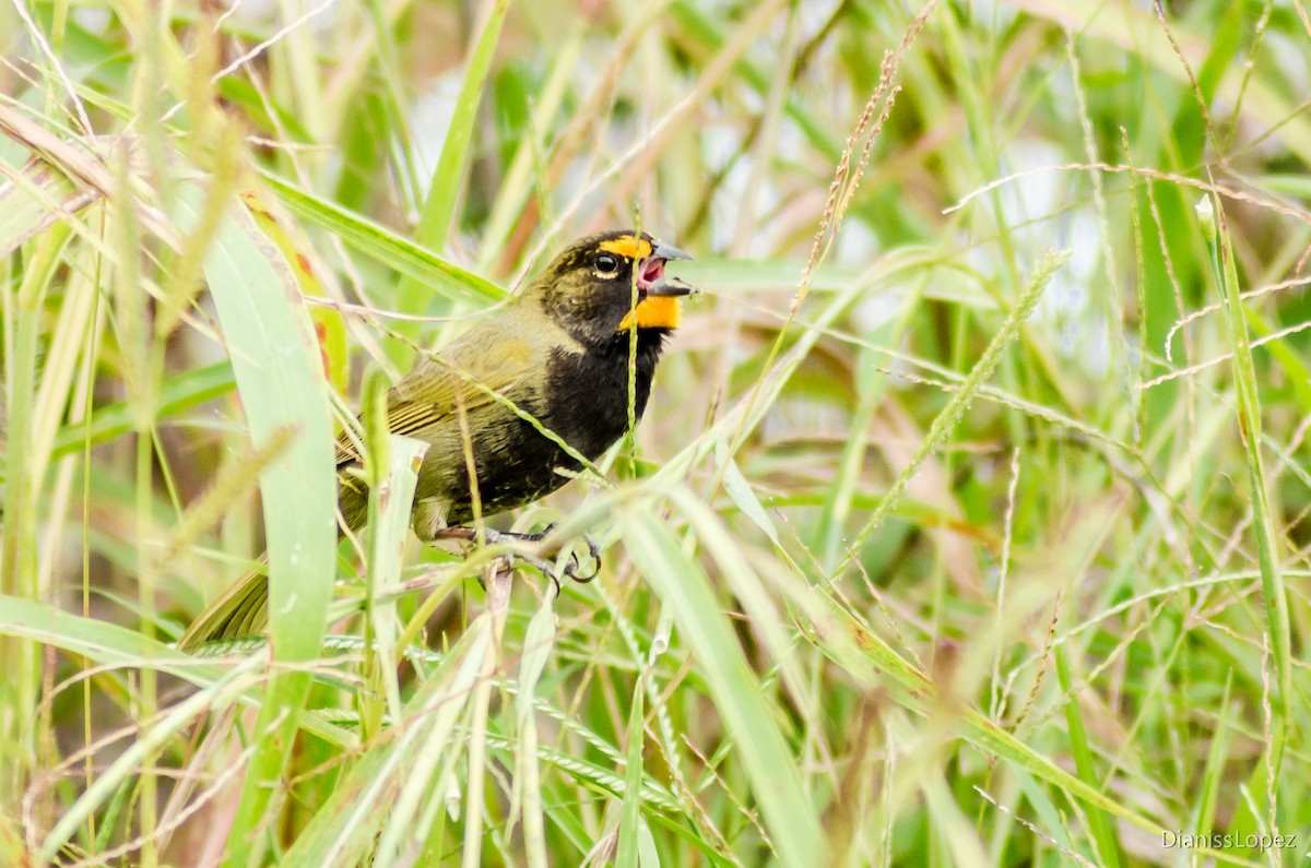 Yellow-faced Grassquit - ML123579271